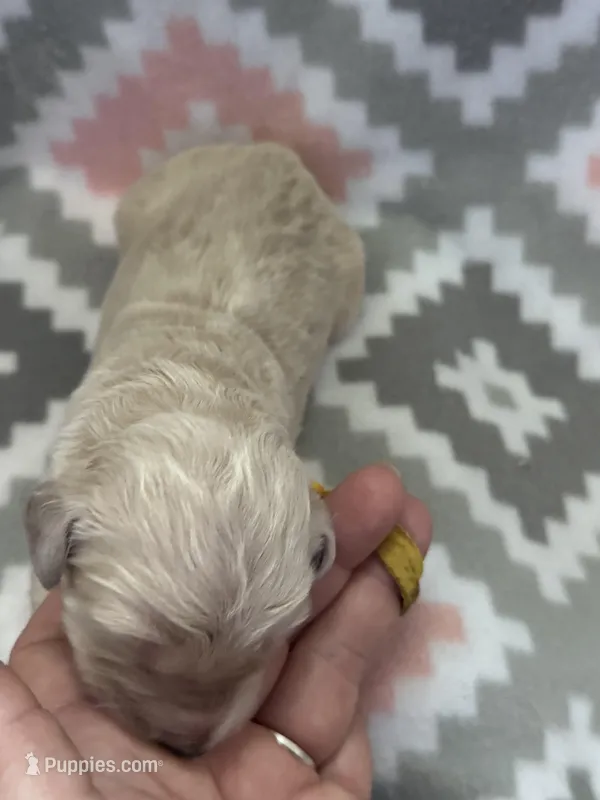 Yellow Boy – Goldendoodle puppy for sale in Morrison, TN