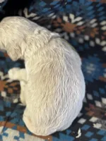 Yellow Boy, a male Goldendoodle for sale in Morrison, TN – 3 of 3