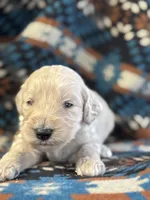 Yellow Boy, a male Goldendoodle for sale in Morrison, TN – 2 of 3