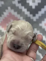 Yellow Boy, a male Goldendoodle for sale in Morrison, TN – Photo 2 of 2