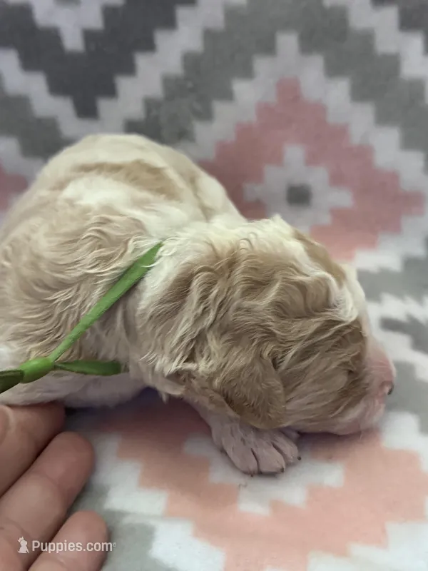 Green Boy – Goldendoodle puppy for sale in Morrison, TN