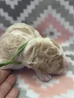 Green Boy, a male Goldendoodle for sale in Morrison, TN – Photo 1 of 2