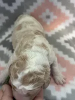 Green Boy, a male Goldendoodle for sale in Morrison, TN – Photo 2 of 2