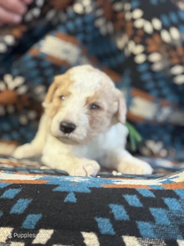 Green Boy – Goldendoodle puppy for sale in Morrison, TN