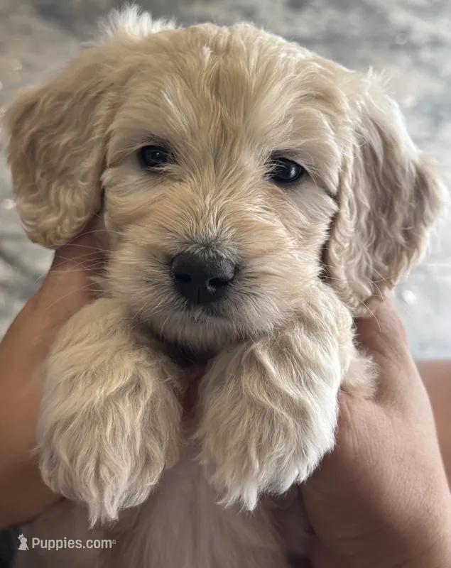 Yellow Boy – Goldendoodle puppy for sale in Morrison, TN