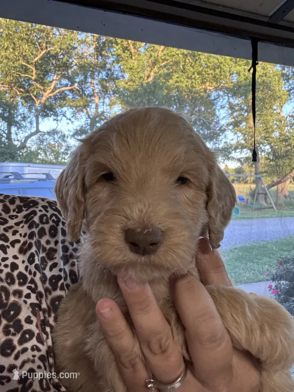 Orange Boy – Goldendoodle puppy for sale in Morrison, TN