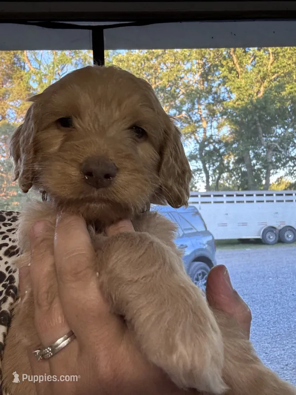 Blue Boy – Goldendoodle puppy for sale in Morrison, TN