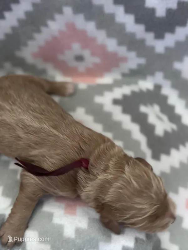 Maroon Boy – Goldendoodle puppy for sale in Morrison, TN