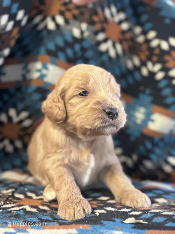 Maroon Boy – Goldendoodle puppy on hold in Morrison, TN