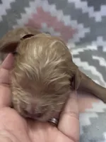 Maroon Boy, a male Goldendoodle for sale in Morrison, TN – Photo 2 of 2