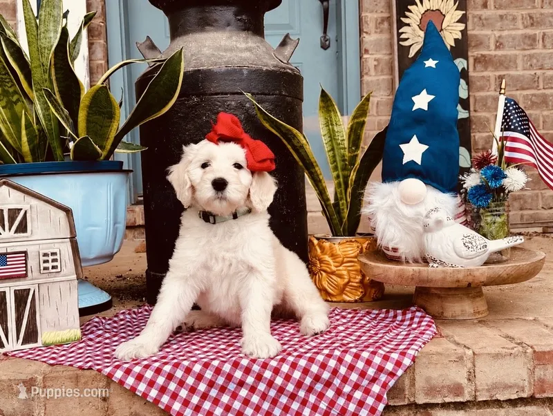 Turquoise Girl – Goldendoodle puppy for sale in Morrison, TN