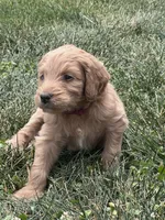 Maroon Boy, a male Goldendoodle for sale in Morrison, TN – 2 of 5