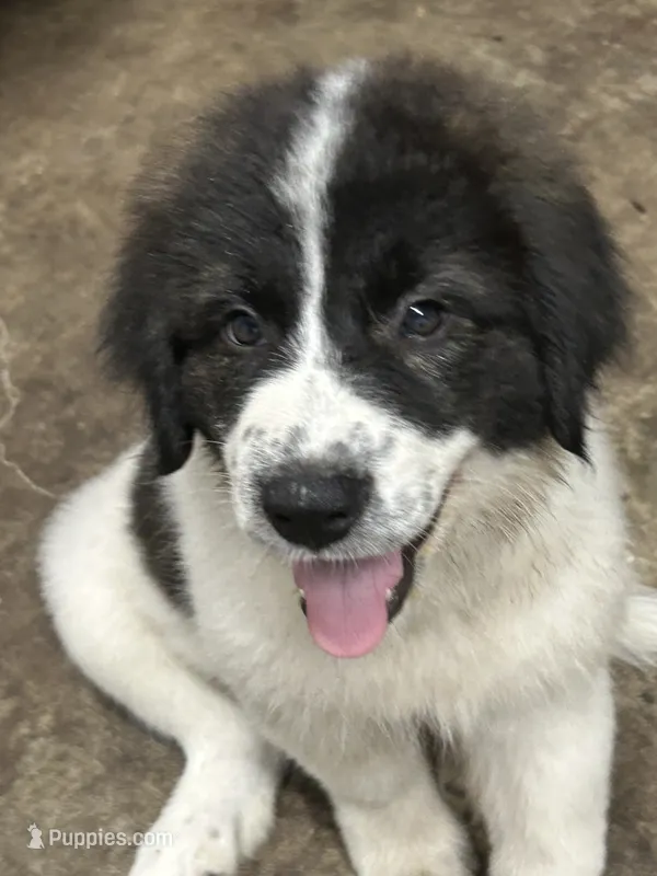 Ollie – Karakachan puppy for sale in Chiefland, FL