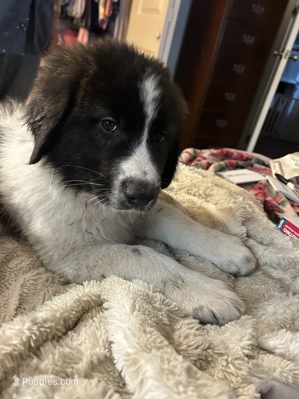 Czar – Karakachan puppy for sale in Chiefland, FL