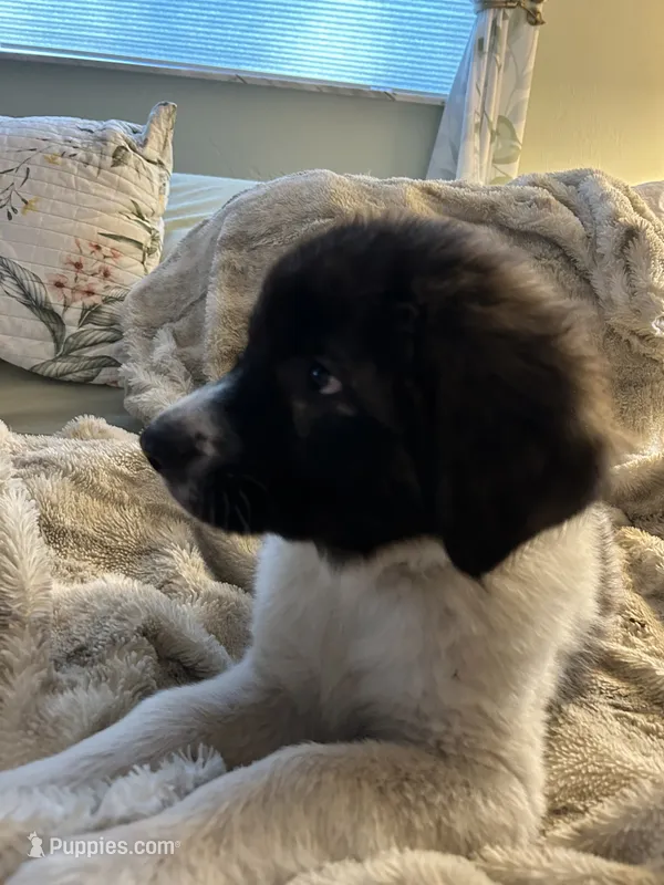 Ozzie – Karakachan puppy for sale in Chiefland, FL
