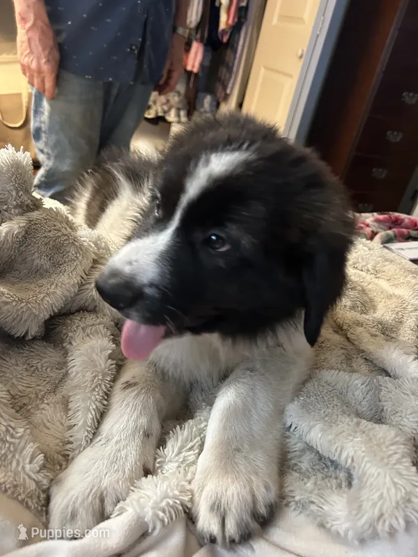 Zelle – Karakachan puppy for sale in Chiefland, FL