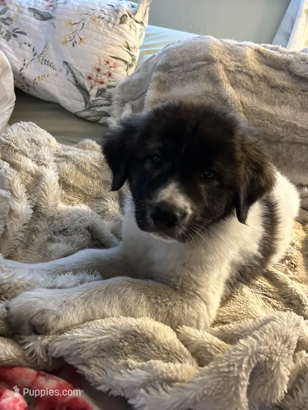 Zoee – Karakachan puppy for sale in Chiefland, FL