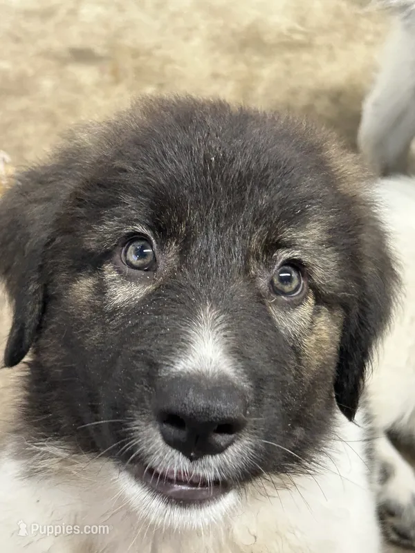 Bear – Karakachan puppy for sale in Chiefland, FL