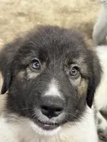 Bear, a male Karakachan for sale in Chiefland, FL – 1 of 1