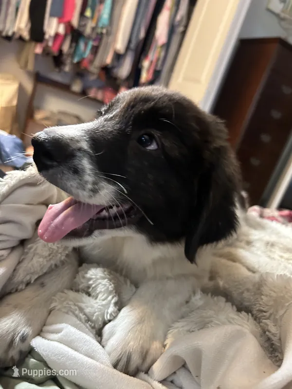 Zeke – Karakachan puppy for sale in Chiefland, FL