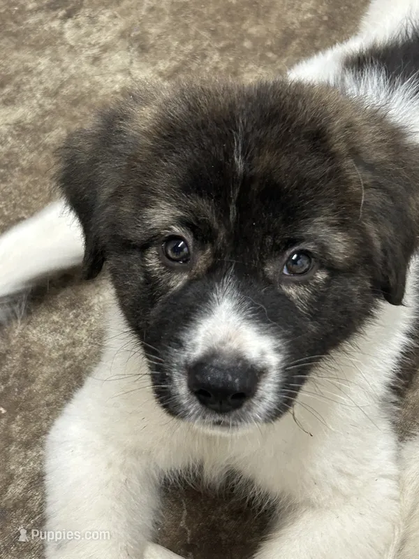 Zoro – Karakachan puppy for sale in Chiefland, FL