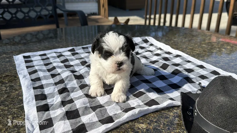Jessie – Shih Tzu puppy for sale in Isanti, MN