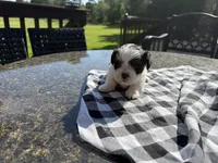 Jessie, a female Shih Tzu for sale in Isanti, MN – 5 of 5