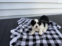 Woody, a male Shih Tzu for sale in Isanti, MN – 3 of 4