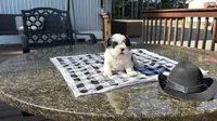 Jessie, a female Shih Tzu for sale in Isanti, MN – 2 of 5