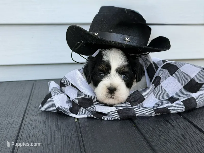 Woody – Shih Tzu puppy for sale in Isanti, MN
