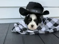 Woody, a male Shih Tzu for sale in Isanti, MN – 1 of 4