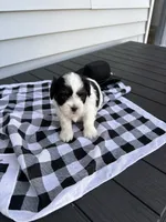 Woody, a male Shih Tzu for sale in Isanti, MN – 2 of 4