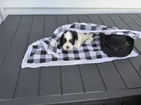Woody, a male Shih Tzu for sale in Isanti, MN – 4 of 4