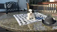 Jessie, a female Shih Tzu for sale in Isanti, MN – 3 of 5
