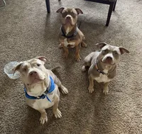 King, a male American Bully for sale in Moorhead, MN – 3 of 3