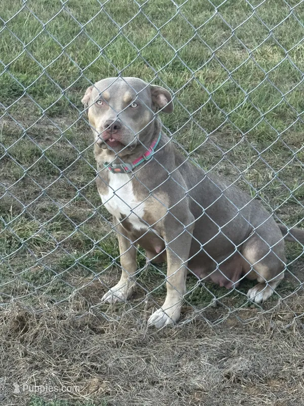 Diamond – American Bully puppy for sale in Moorhead, MN