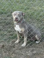 Diamond, a female American Bully for sale in Moorhead, MN – 1 of 3