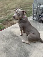 Diamond, a female American Bully for sale in Moorhead, MN – 3 of 3