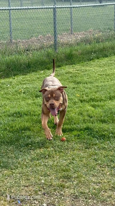 King – American Bully puppy for sale in Moorhead, MN