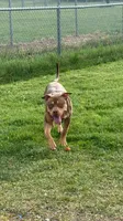 King, a male American Bully for sale in Moorhead, MN – 1 of 3