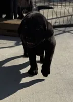 Minnie, a female Labrador Retriever for sale in Hughson, CA – Photo 6 of 6