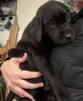 Minnie, a female Labrador Retriever for sale in Hughson, CA – Photo 1 of 6