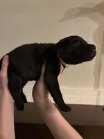 Minnie, a female Labrador Retriever for sale in Hughson, CA – Photo 5 of 6