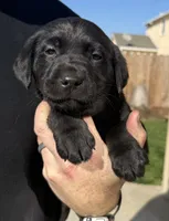Minnie, a female Labrador Retriever for sale in Hughson, CA – Photo 2 of 6