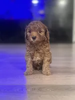 Gom, a male Poodle - Toy  for sale in Spokane Valley, WA – 3 of 6