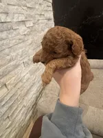 Gom, a male Poodle - Toy  for sale in Spokane Valley, WA – Photo 5 of 5