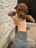 Gom, a male Poodle - Toy  for sale in Spokane Valley, WA – Photo 3 of 5