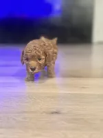 Gom, a male Poodle - Toy  for sale in Spokane Valley, WA – 5 of 6