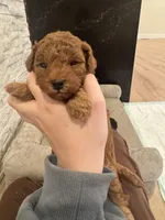 Gom, a male Poodle - Toy  for sale in Spokane Valley, WA – Photo 2 of 5