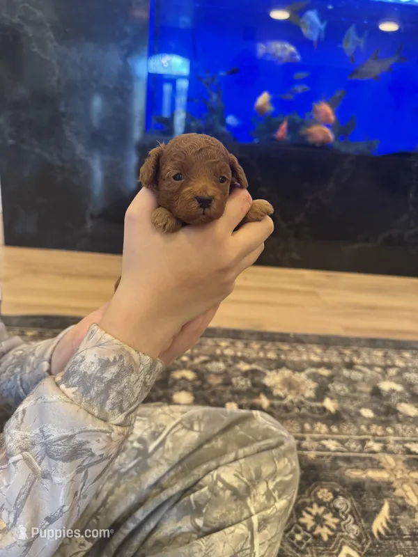 Gom – Poodle - Toy  puppy for sale in Spokane Valley, WA